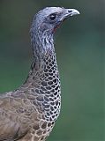 Colombian Chachalaca